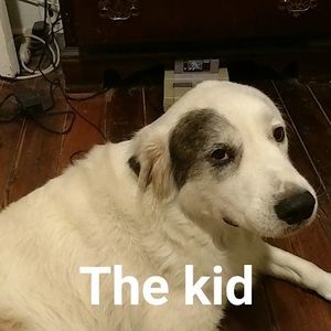 Meet your Posher, Jake